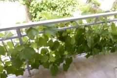 Apartmaji Sindičić Apartma 2 – APP 2 foto 4