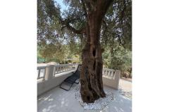 Old Fisherman*s Hiša with balcony  Apartma 2: (2+0) – Olive tree foto 2