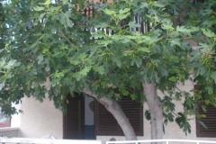 Apartmaji  Smokva   Soba 3 – Maslina foto 5