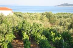 Antonela  Apartma 4 – Seaview D foto 4