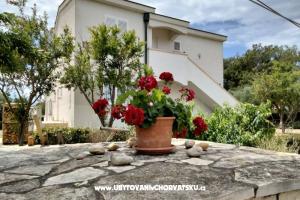 Apartmani Budija / Viola – Vir