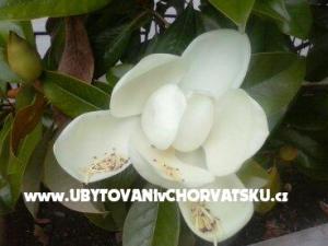 Apartmaji Magnolija