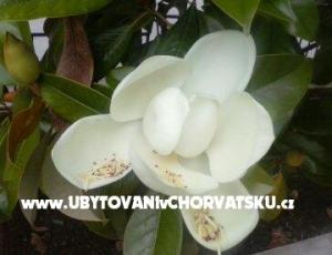 Apartmaji Magnolija