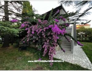 Flowers Apartma Medulin, Fucane 2
