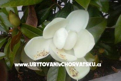 Apartmaji Magnolija Biograd Hrvaška