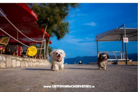 AG Komarna | Pelješac B. Apartmaji foto 5