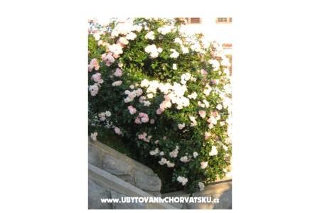 Apartmaji Iva&amp;Ivan foto 2