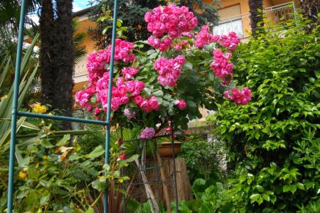 Apartma Ines foto 2