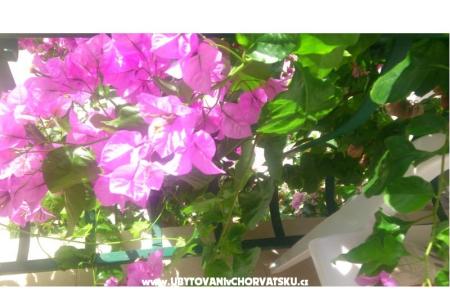 Apartmaji Antonela foto 2