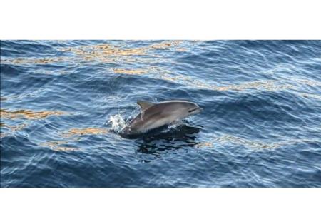 Apartmaji Marin Pula Hrvaška