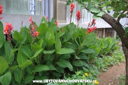 VIOLA foto 3