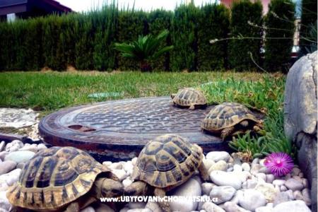 Apartma Dujmovic foto 5