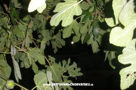 Apartmaji  Smokva   foto 4