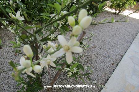Apartmaji Kokor foto 5