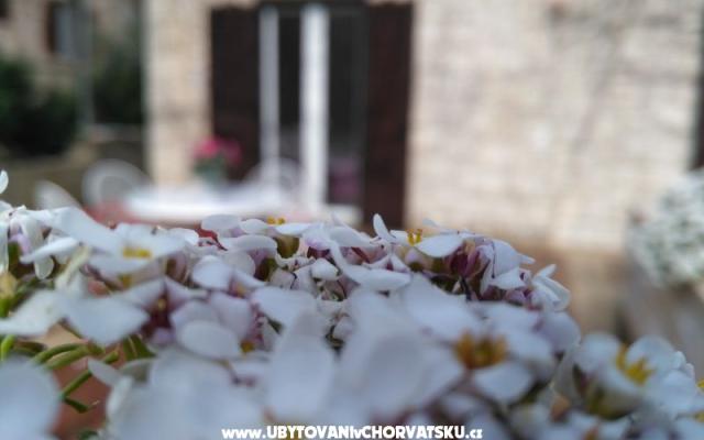 Apartmaji Tomislav - apartmaji otok Brač Hrvaška