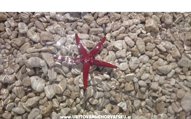 Vacation house Delić - apartmaji Dugi Rat Hrvaška