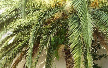 Silva apartments - apartmaji Makarska Hrvaška