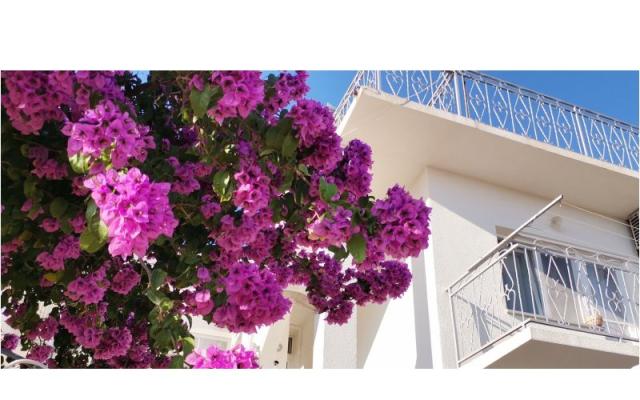 Apartma Mare - apartmaji Šibenik Hrvaška