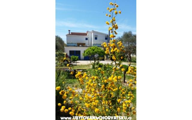 Apartma Marin - apartmaji Sveti Petar Hrvaška