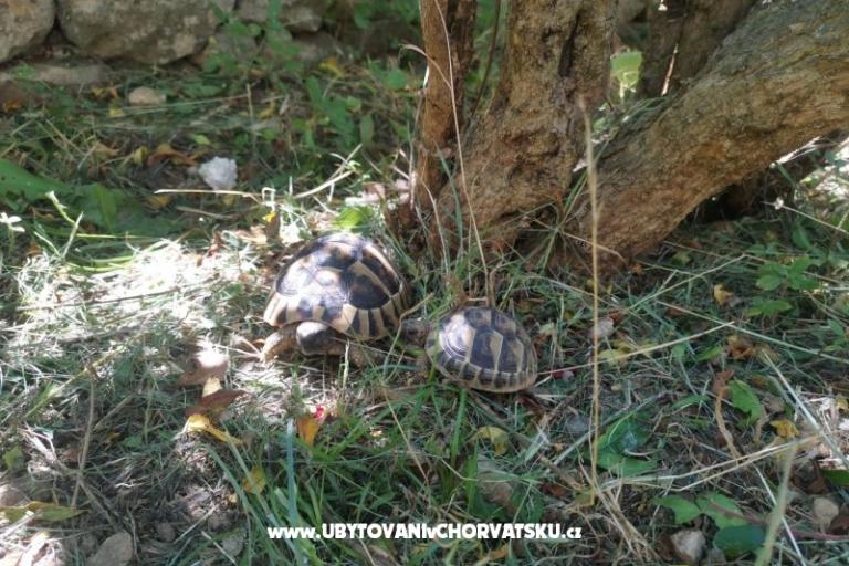 Apartmaji Divić - Villa Mateo  – foto 15