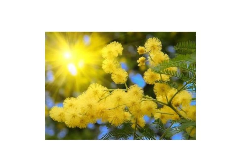 Apartmaji Mimoza – foto 11