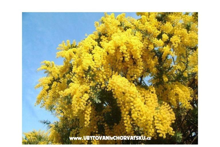 Apartmaji Mimoza – foto 12