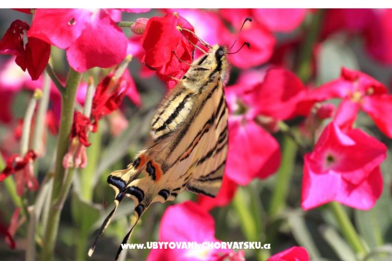 Dragan Apartmaji – foto 15