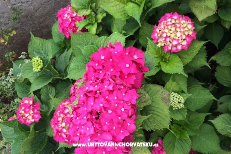 Apartmaji Jurov – foto 15