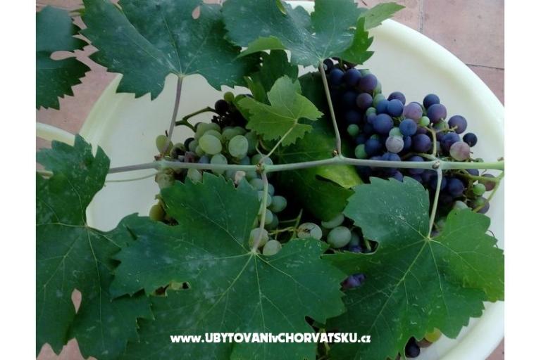 Hiša Ankica – foto 15