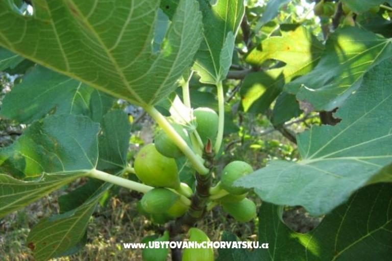 Hiša Ankica – foto 4
