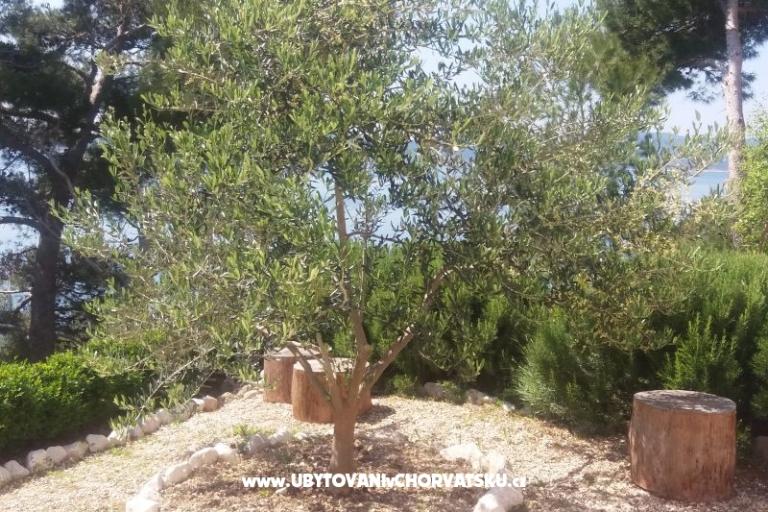 Apartmaji Vesna  - Brela – foto 5