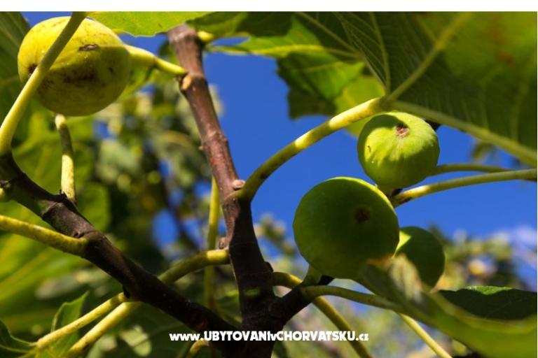 Hiša Mara – foto 7