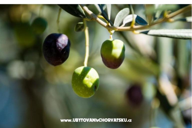 Apartma Franica – foto 13