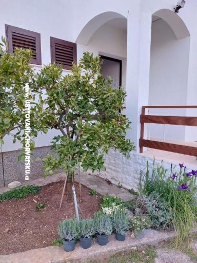 Počitniški dom - Apartma Milka – foto 14