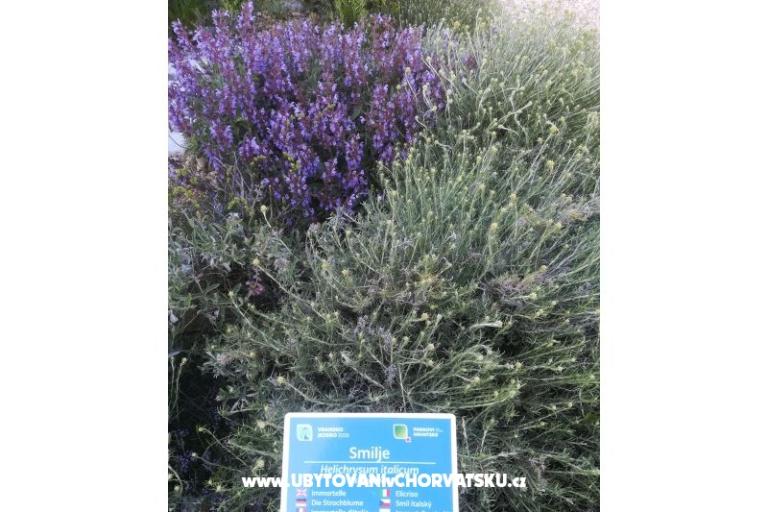 Apartmaji Colić – foto 14