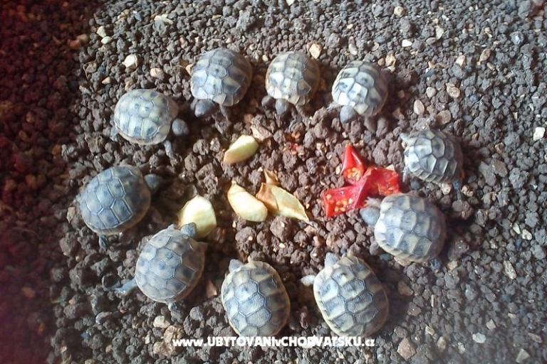 Apartmaji Ivana  – foto 10