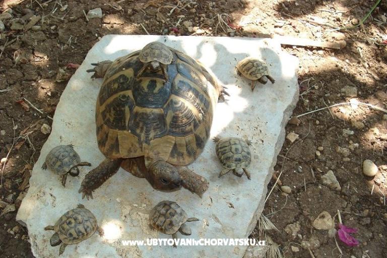 Apartmaji Ivana  – foto 11