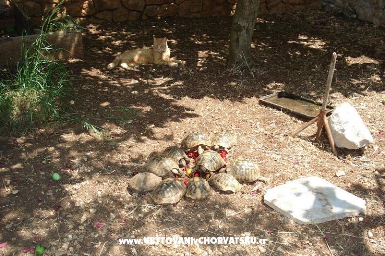 Apartmaji Ivana  – foto 24