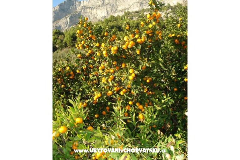 Apartmaji Ivana  – foto 27