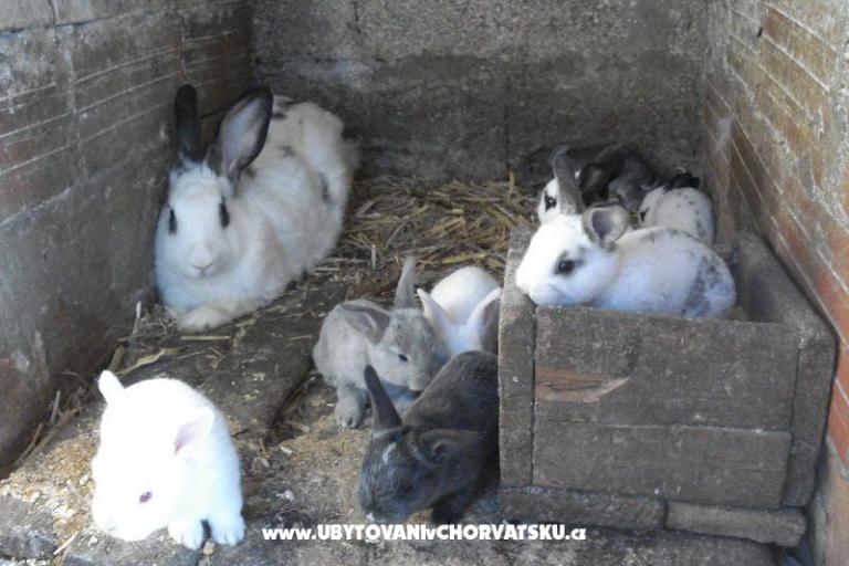 Apartmaji Ivana  – foto 29