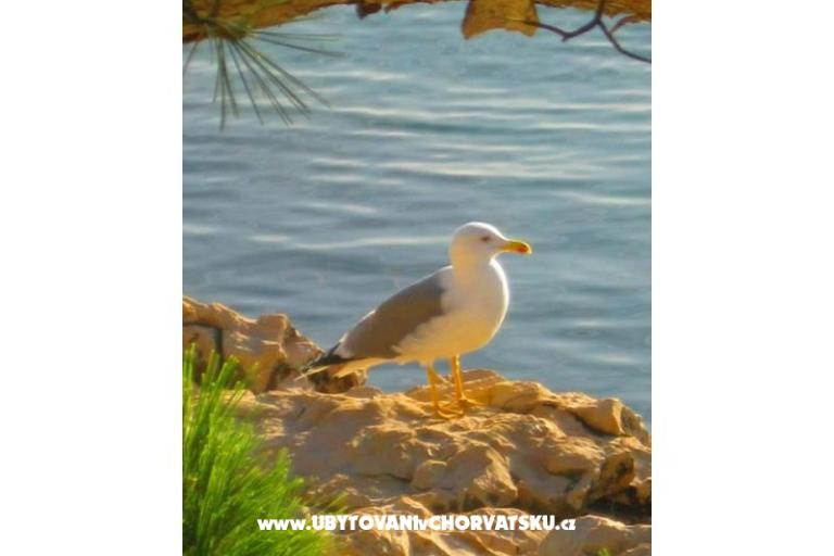 Apartmaji Ivana  – foto 31