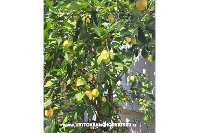 Apartmaji Bogović – foto 33