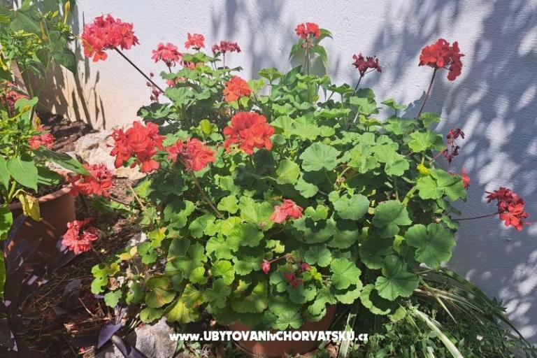 Apartmaji Bogović – foto 35