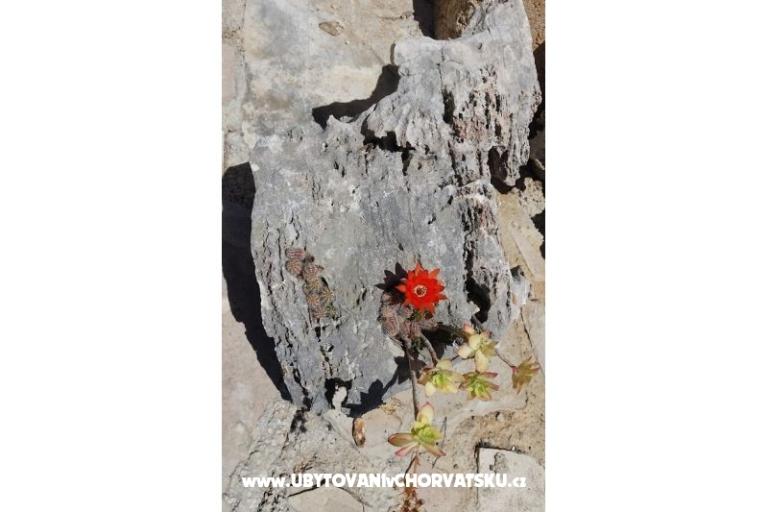 Počitniški dom Rubinić – foto 7