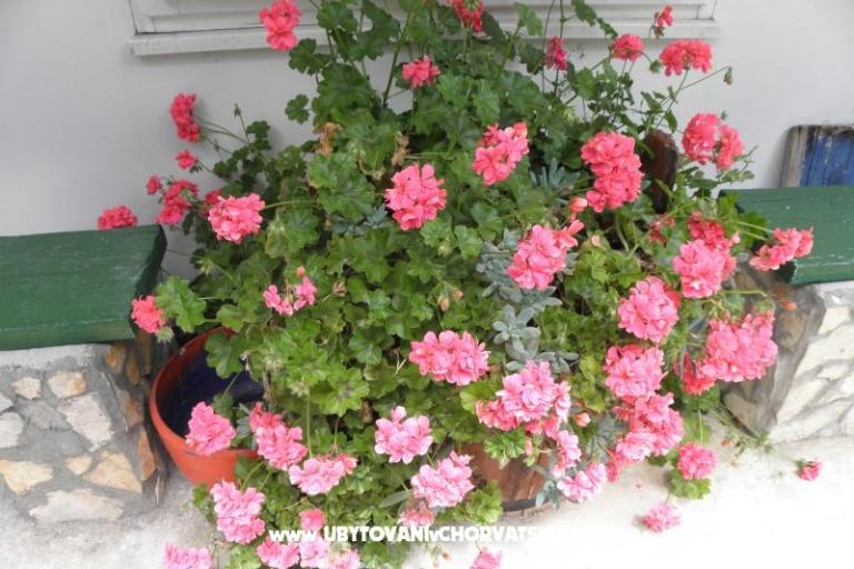 Apartmaji Šime Pelješac – foto 14