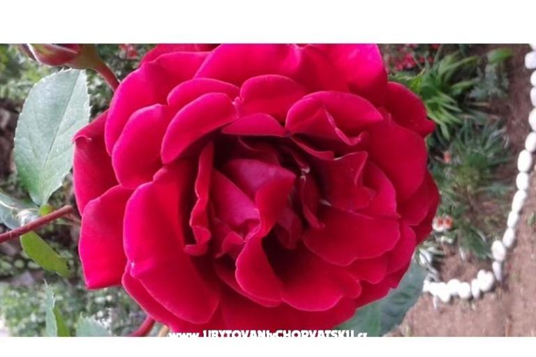 Hiša Gardenia – foto 2