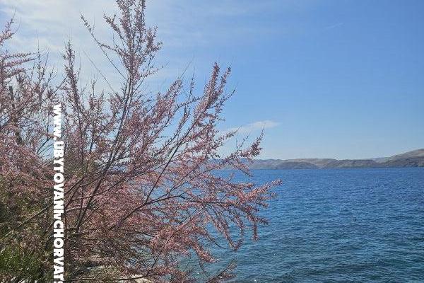 Villa Amfora with Pool - Karlobag – foto 13