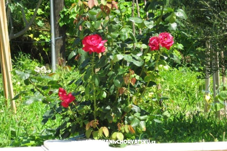 Apartmaji Božana – foto 6