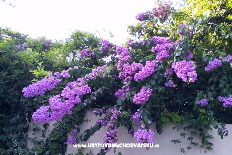 Apartmaji Bugenvilla – foto 10