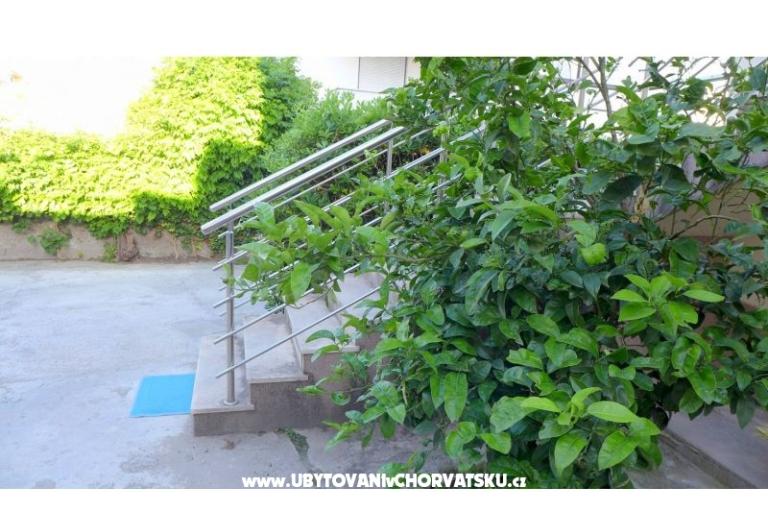 Zvijezda mora – foto 15